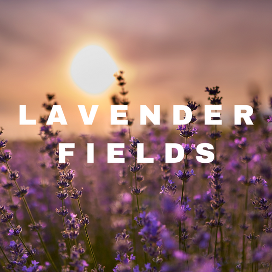 Lavender Fields